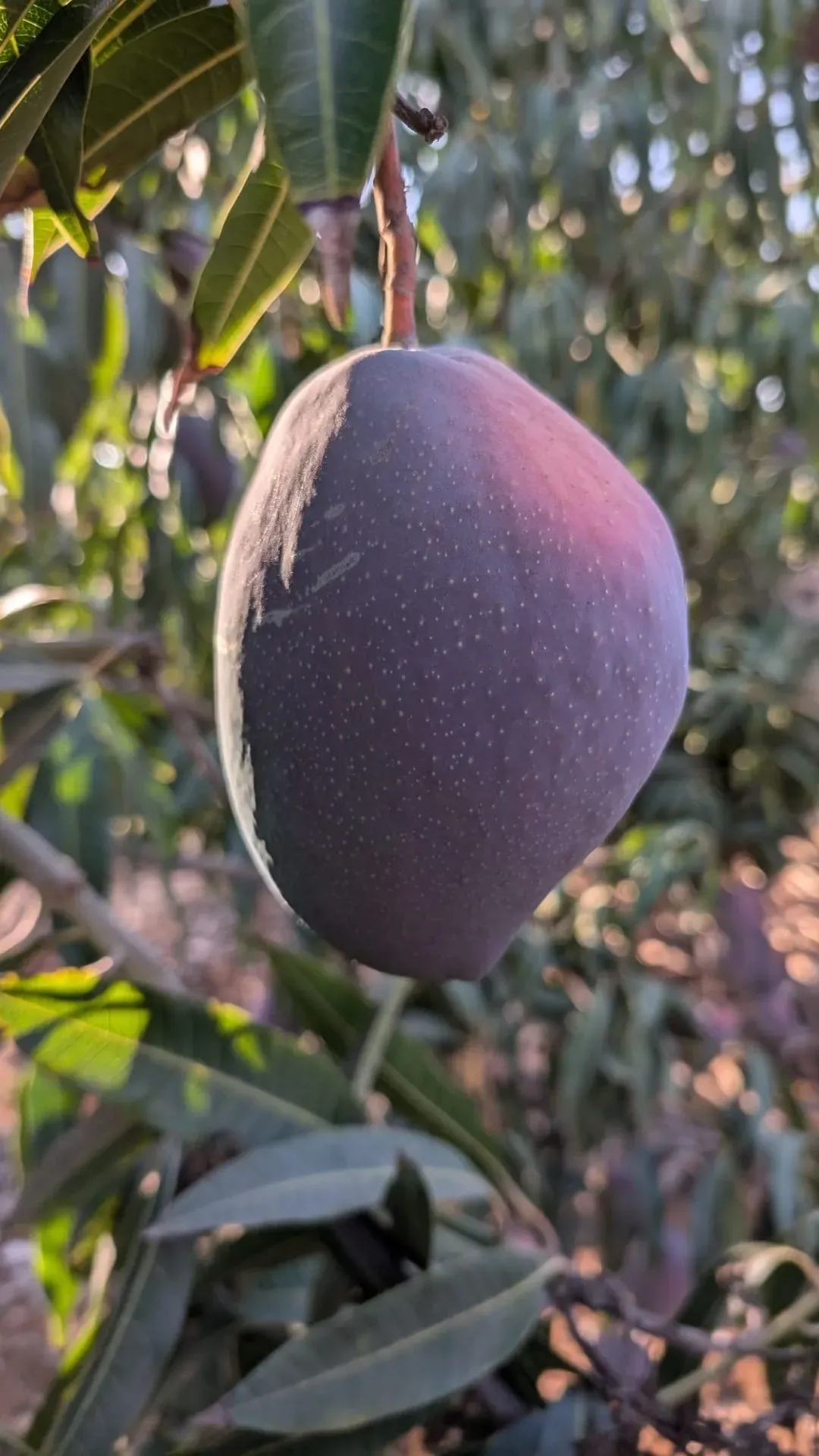סלט חסה חלומי עם מנגו ורוטב מושלם - Image 3